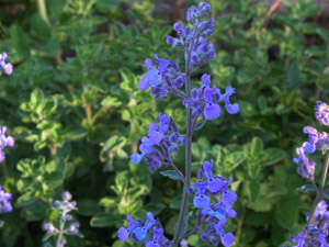 Vivers Càrex - Nepeta faassenii 